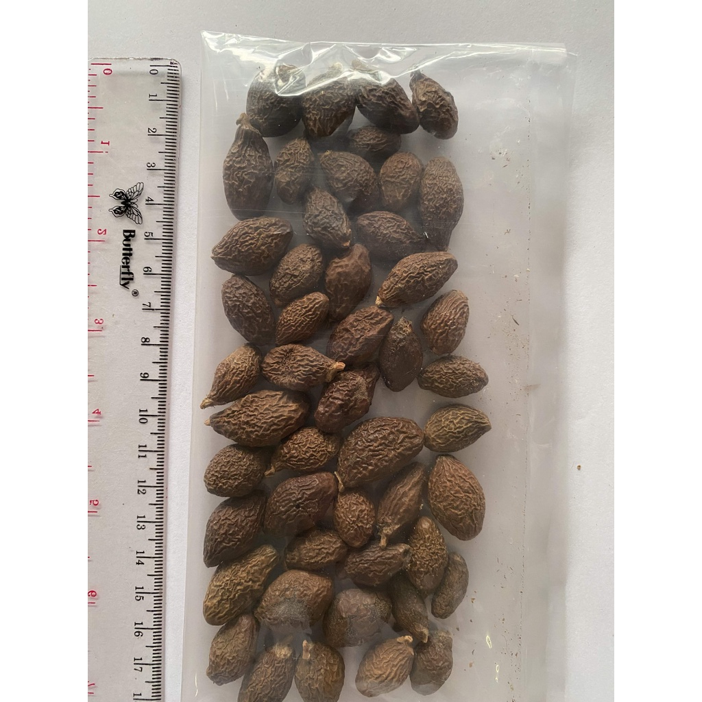 

Phang Ta Hai / Da Hai Zi / Boat Stercullia Seed 100 gram