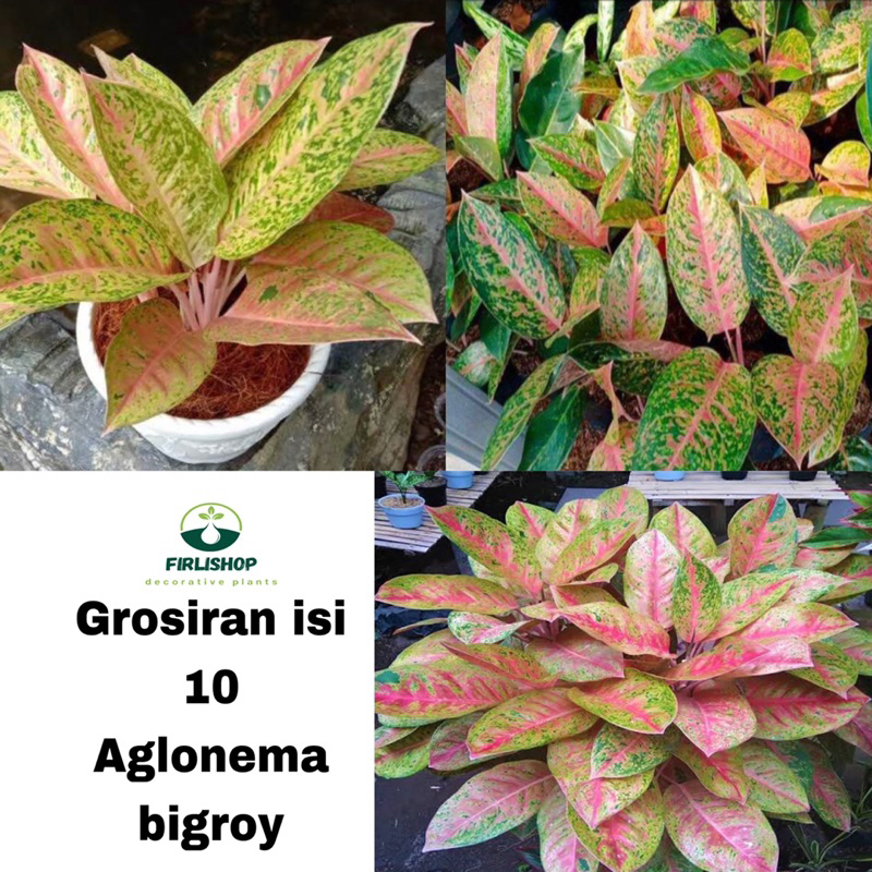 Grosiran isi 10 aglonema Bigroy berdaun - paketan aglonema murah