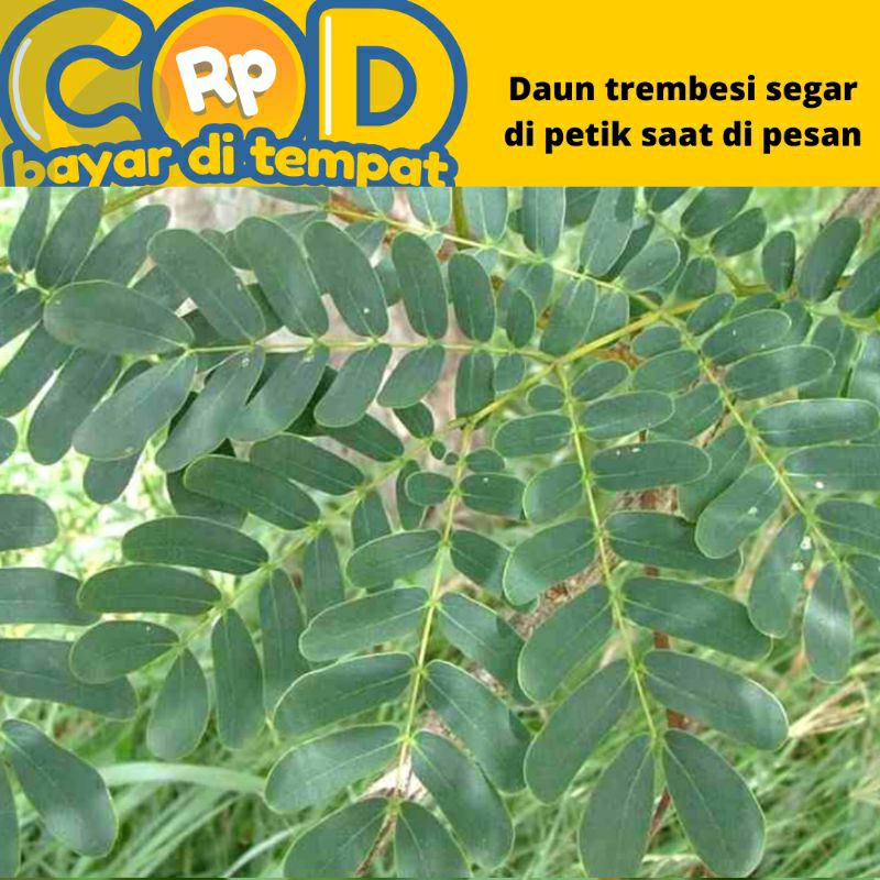 

daun trembesi dipetik saat di pesan 500 gram