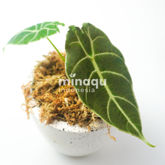 Tanaman Hias - Alocasia Watsoniana Red Velvet (Ukuran Kecil)