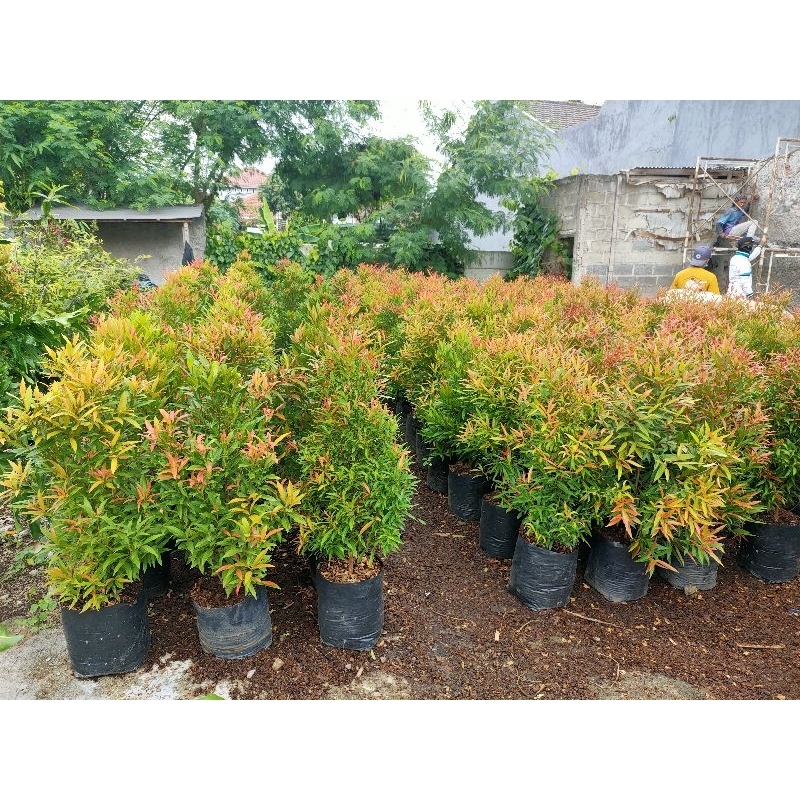 Pucuk merah rimbun // tinggi ±1 meter