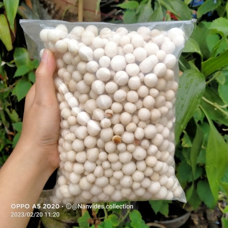 

Kacang Sukro Putih