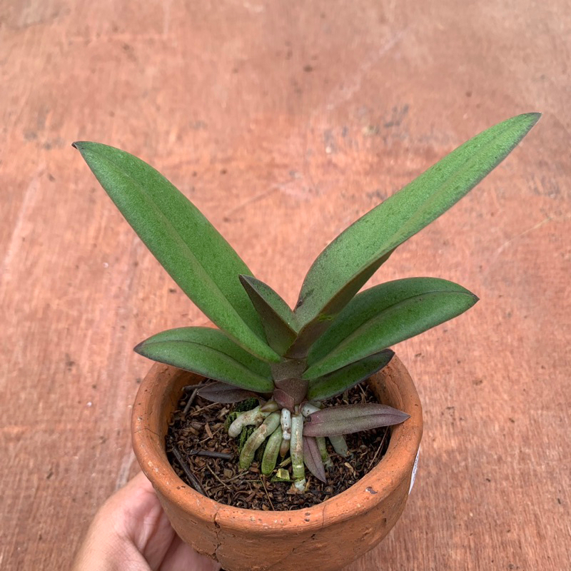 Doritis Pulcherrima alba x Denisoniana