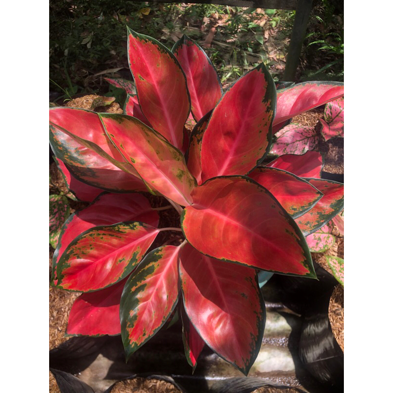 Super Red kocin Remaja