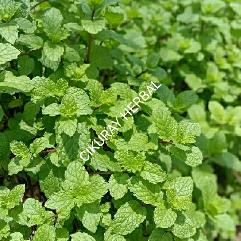 

Daun mint segar 250grm