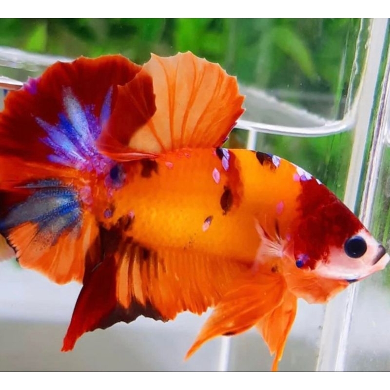 Cupang Serian Nemo Plakat