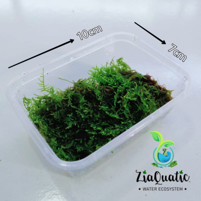 Java Mini Darat Porsi Hemat - Moss Paludarium Terrarium Vivarium