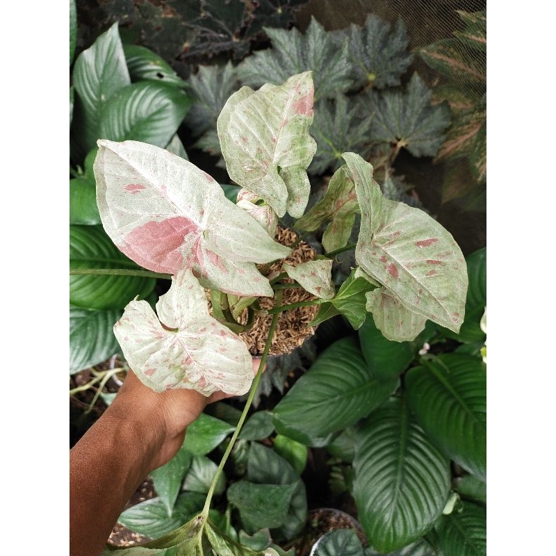 syngonium milk confetti
