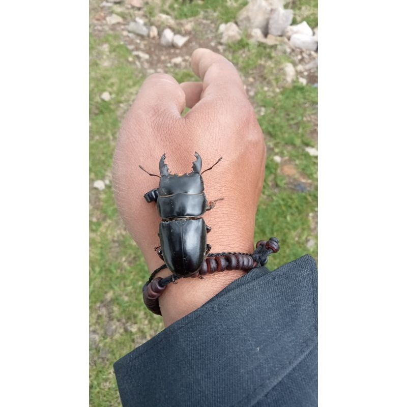 dorcus kumbang capit