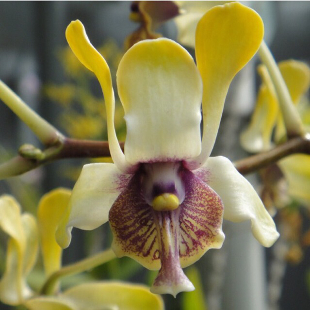 Dendrobium Violaceoflavens - anggrek besi papua premium
