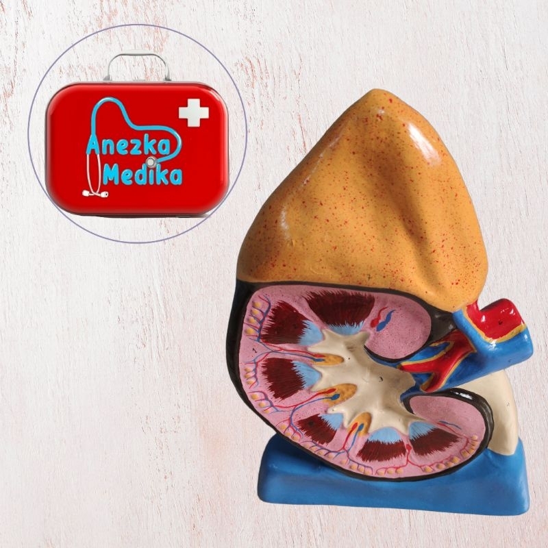 Phantom / Manekin / Manikin model ginjal