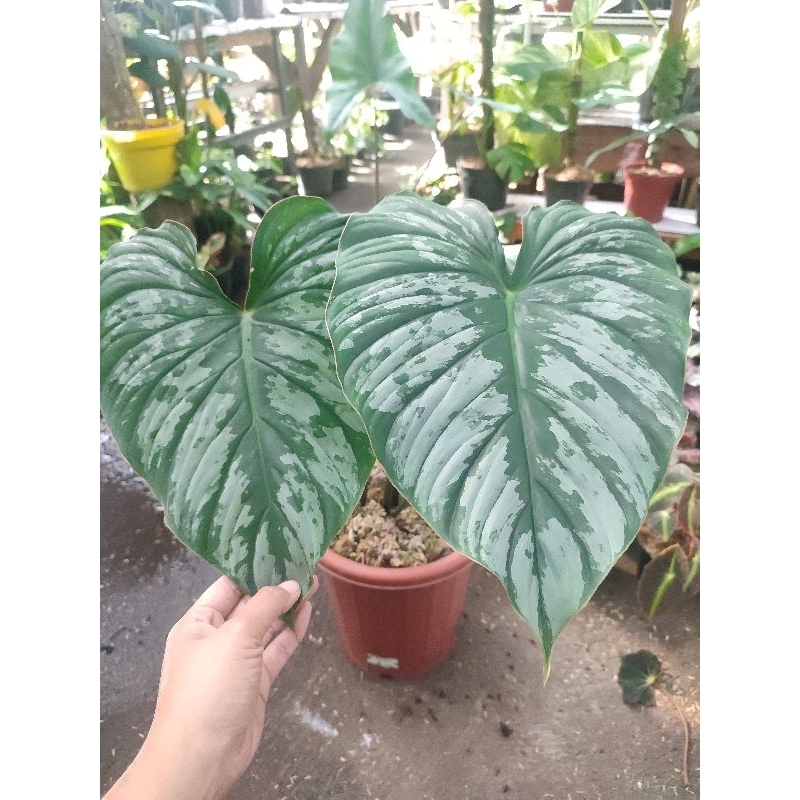 philodendron pastazanum silver big size