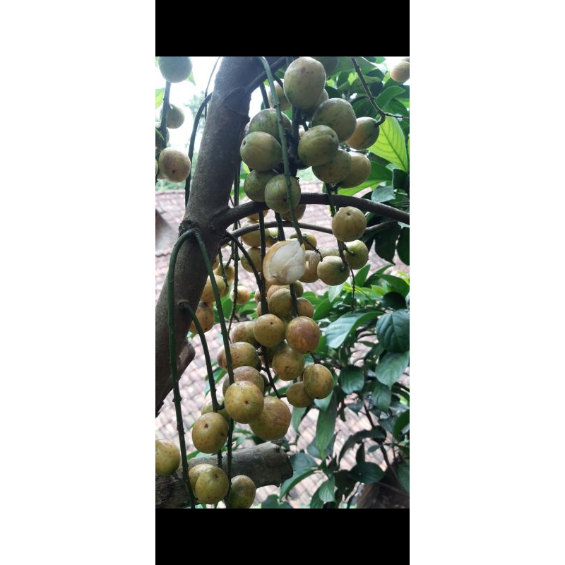 

BUAH KEMUNDUNG