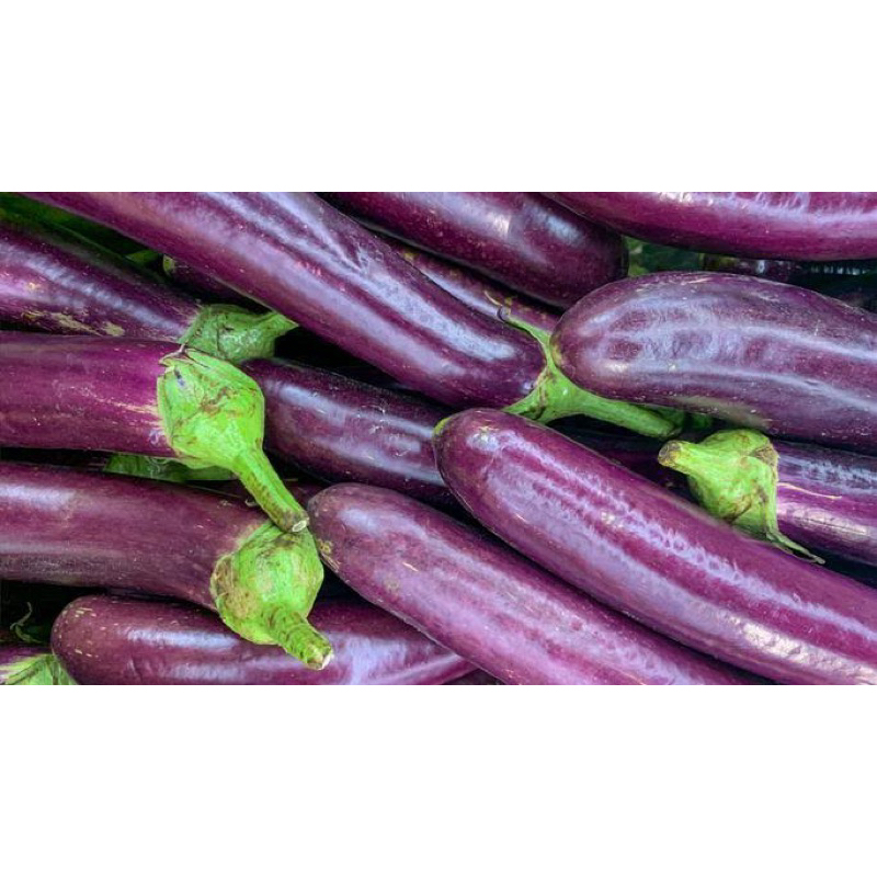 

Terong Ungu Harga Pasar 1kg