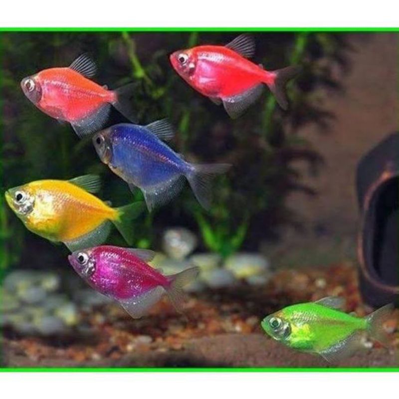 glowfish 1 pasang indukan replika hiasan akuarium