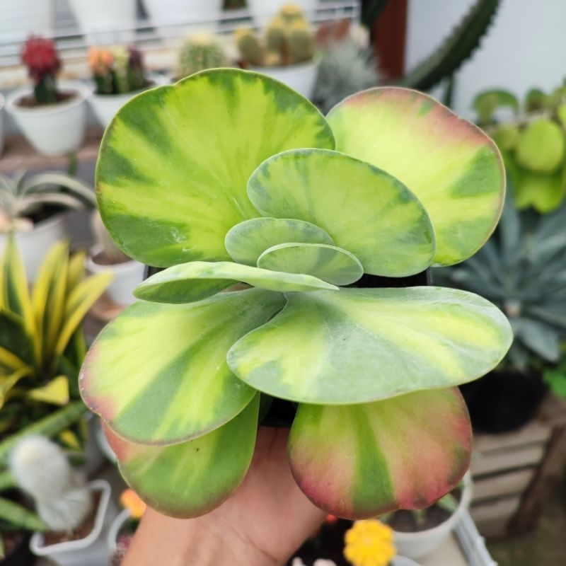 Kalanchoe Thyrsiflora | Desert Cabbage Variegata | Kupu Kupu | DP 10cm