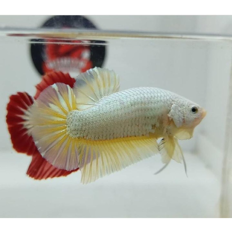 cupang yellow dragon snow ajib