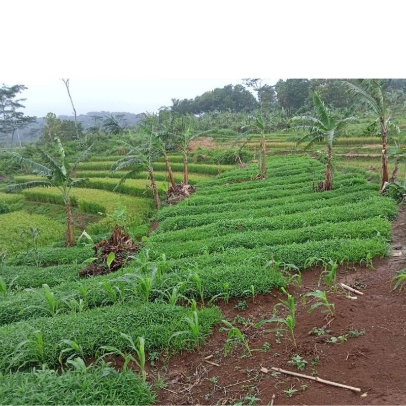 1Kg Benih Kangkung Daun Sempit (SuperMurah)