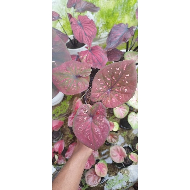 caladium black mamba