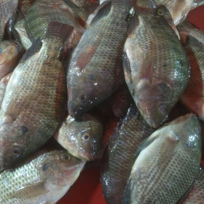 

READY Ikan Mujaer nila SEGAR