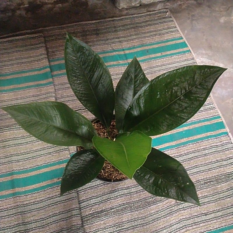 anthurium jemani levis