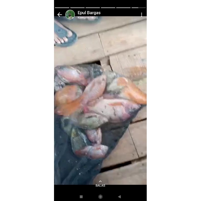 ESSEN IKAN UMPAN PANCING NILA MAS JEDUD FISH ATTRACTANT