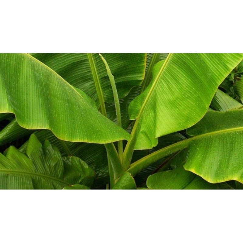 

daun pisang(godong gedang)