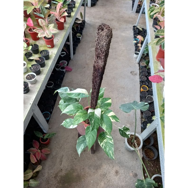 Epipremnum pinnatum var / Ekor Naga Varigata rimbunan includ dg turus