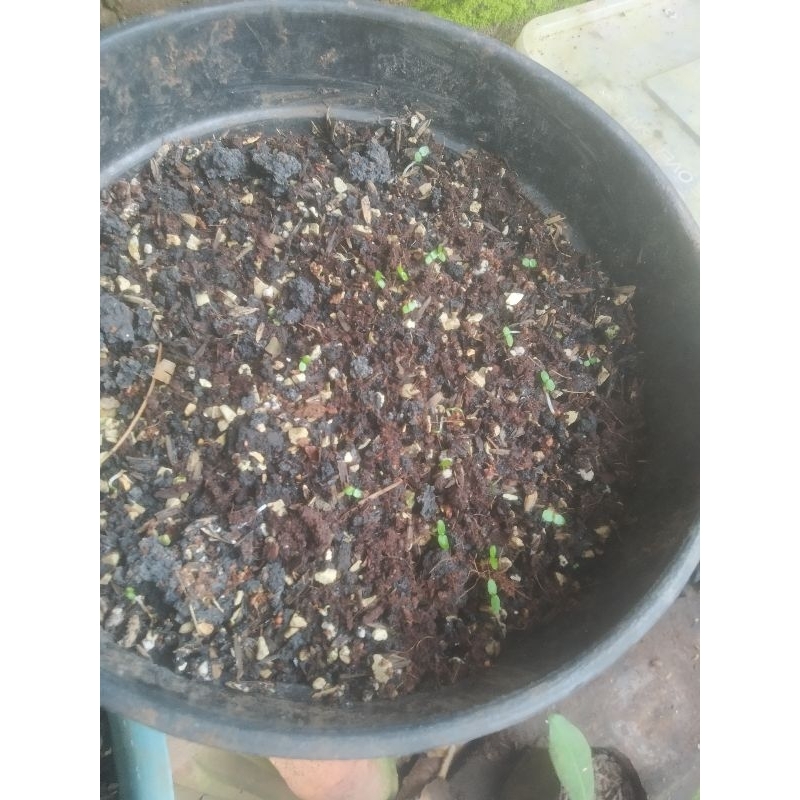 benih / biji seed Loa a.k.a Ficus racemosa