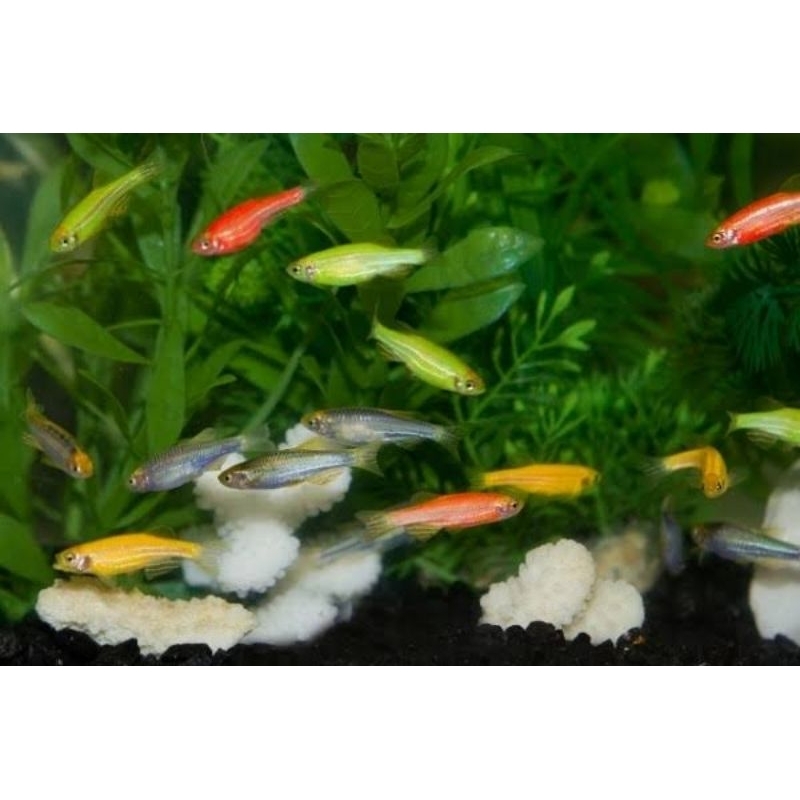 Glowfish Danio warnawarni isi 50 dekoras hias aquarium