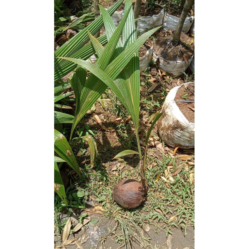 bibit kelapa hijau kopyor