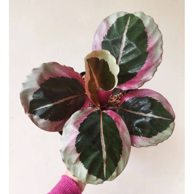 Jual BISA COD Tanaman hias calathea tanaman pisang calathea banyak