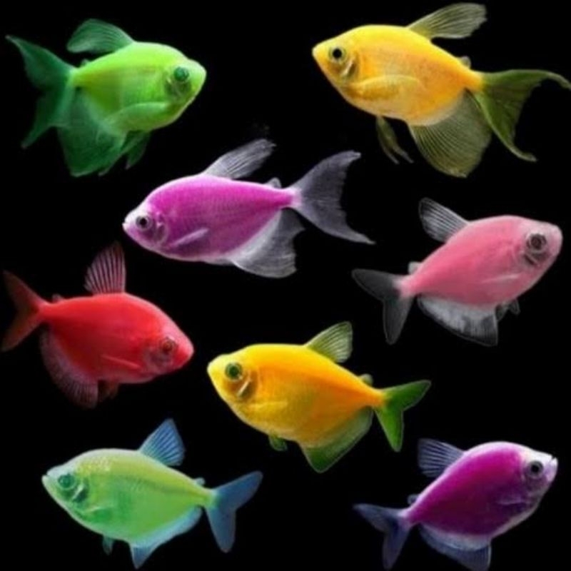 GLOW FISH - Ikan Hias Aquascape Aquarium Ikan Viral Ikan Glow Fish Warna Warni