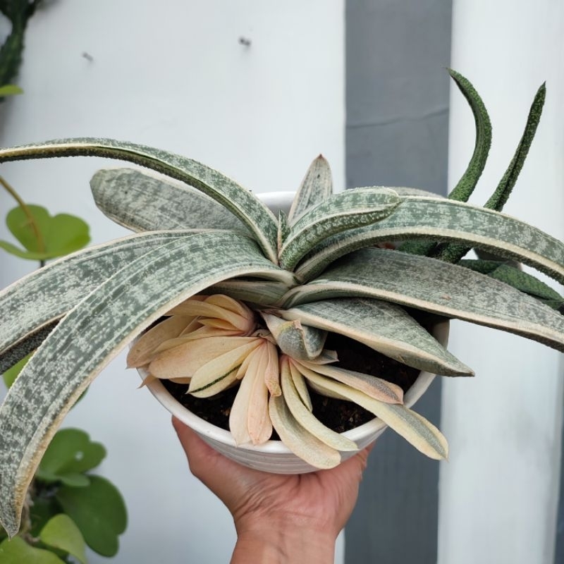 Gasteria Batesiana White Variegated | DP 18cm