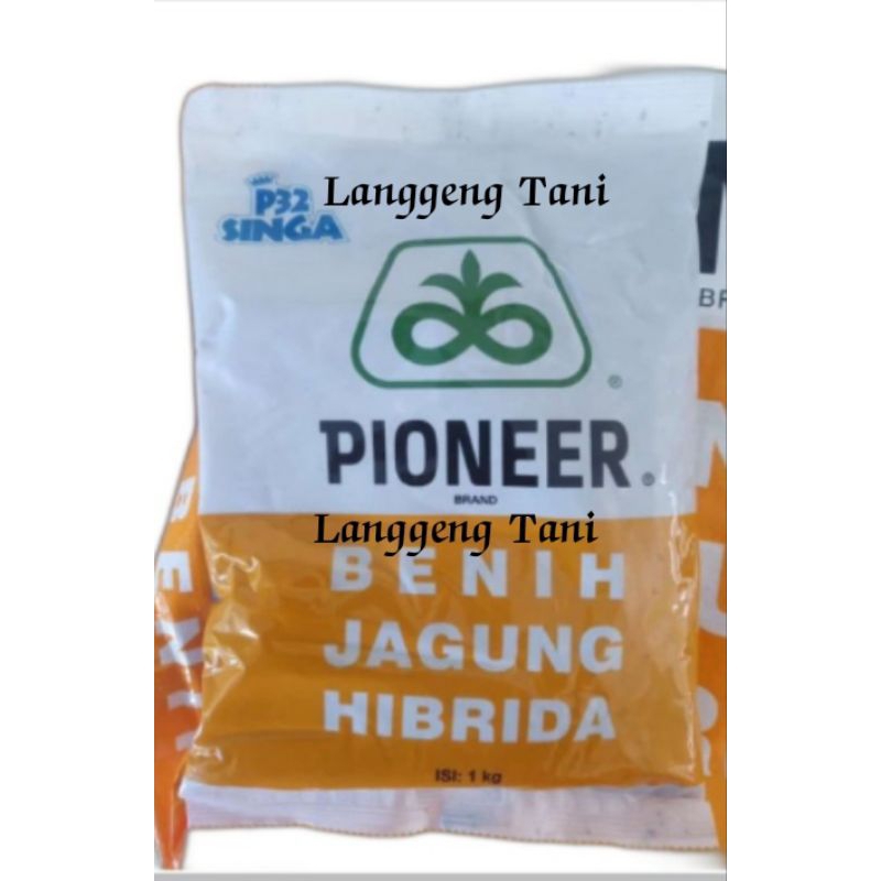 Benih jagung pioner p32 singa