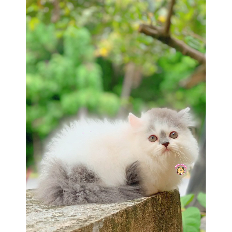 KUCING ABU PUTIH JANTAN MINUS
