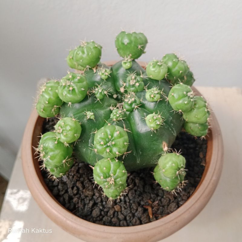 Gymno Damsii