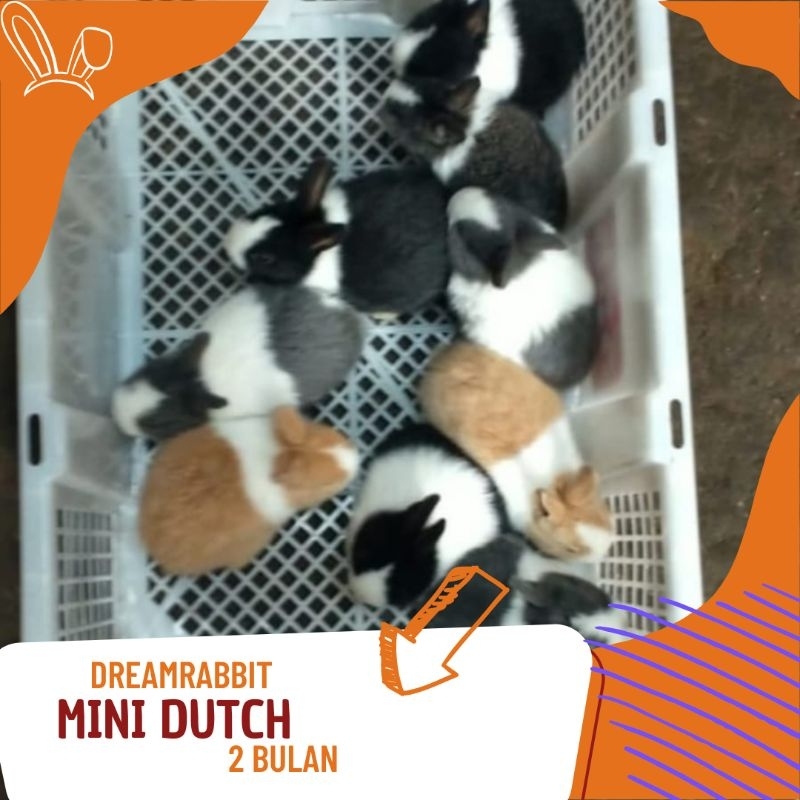 kelinci hias mini dutch