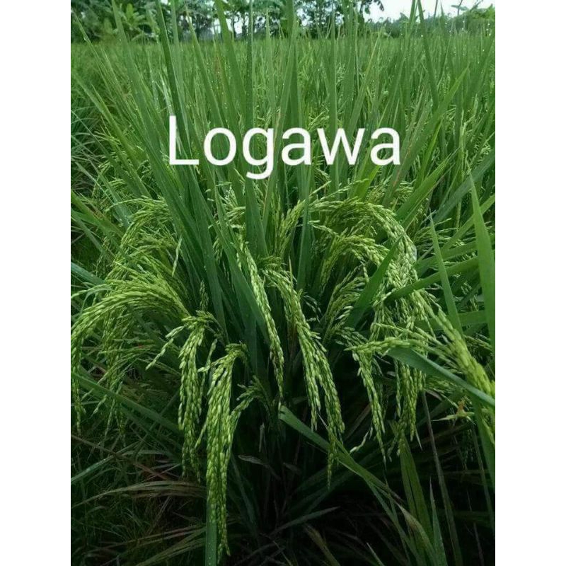 BENIH PADI VARIETAS LOGAWA/5KG