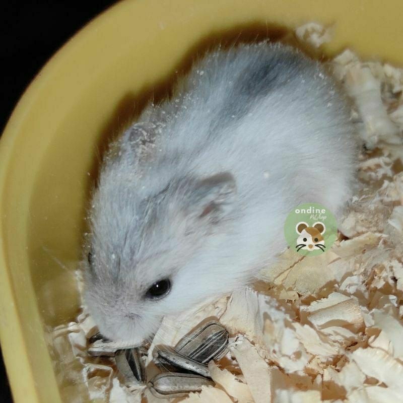 [ONDINE PETSHOP] HAMSTER WINTER WHITE PEARL
