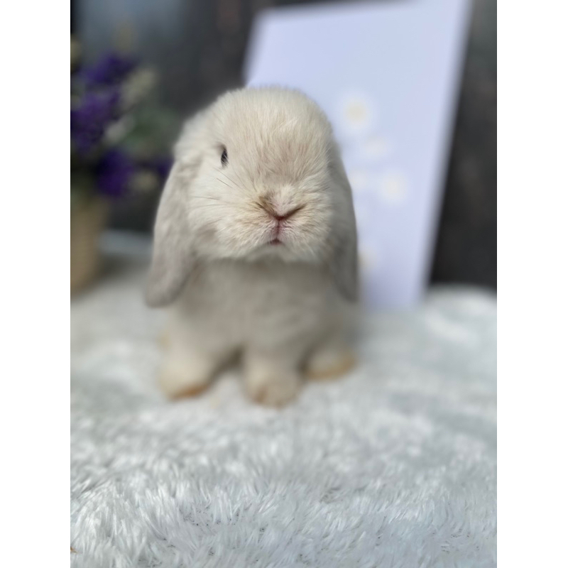 Kelinci Holland Lop Junior Betina Frosty Mochi