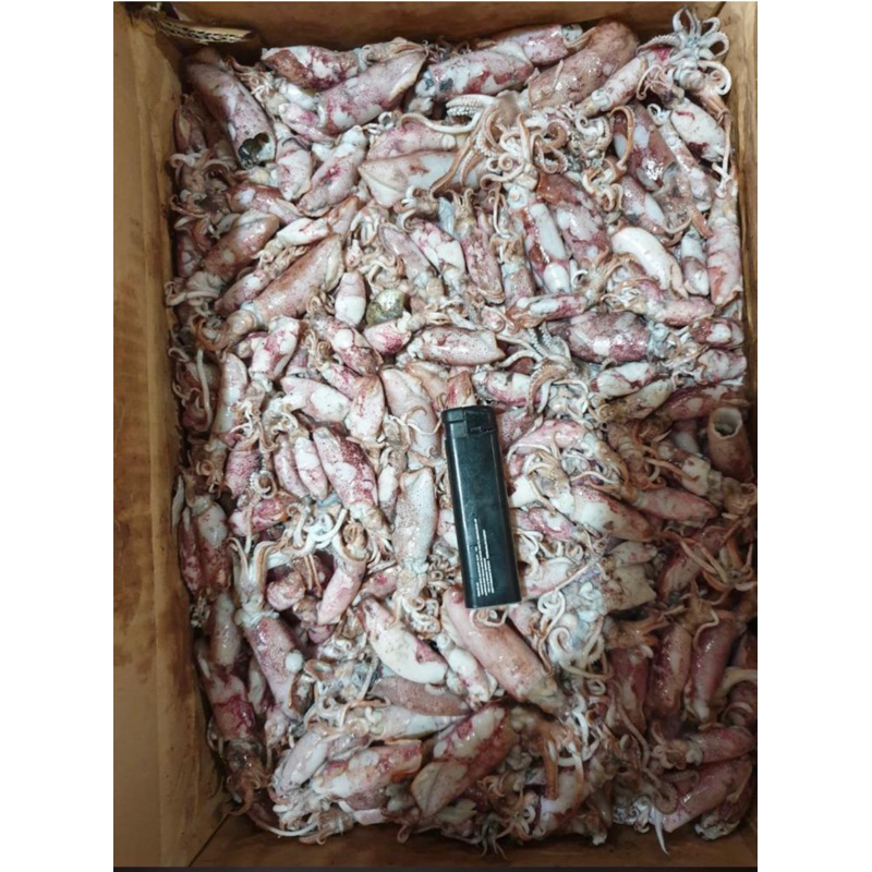 

cumi/sotong asin 250 gram