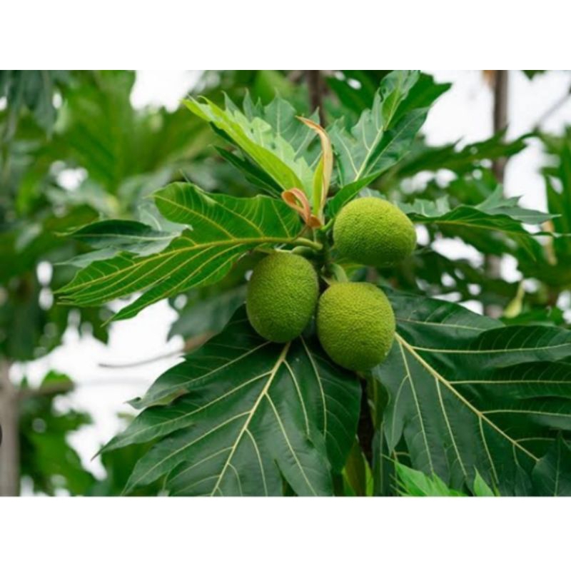 

daun sukun segar 250 gram