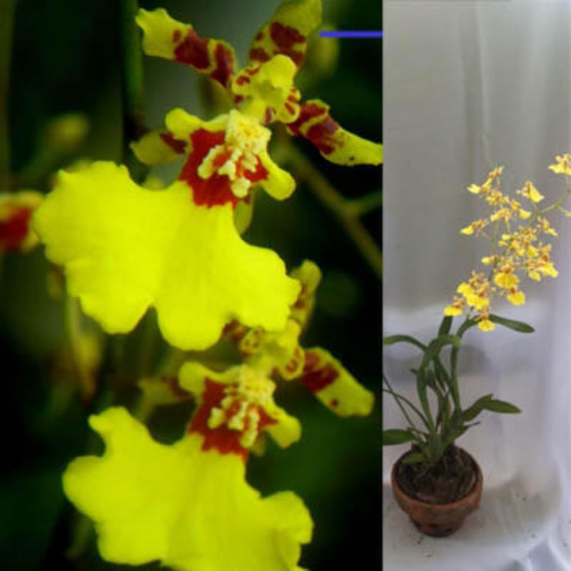 promo 10 plant anggrek golden shower