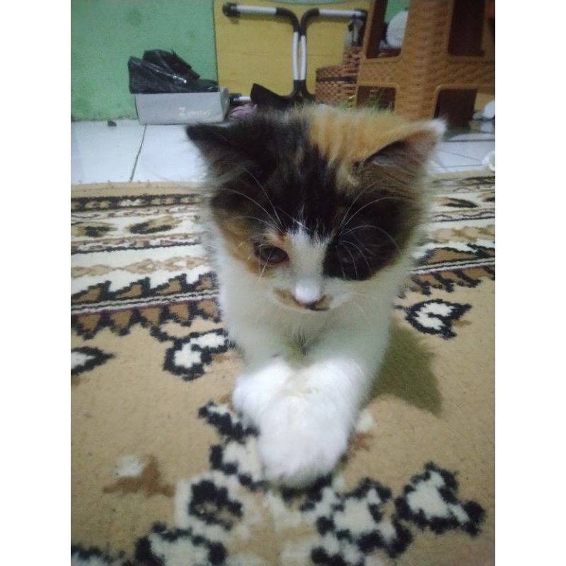 kucing anakan Himalaya mix anggora usia 2bulan