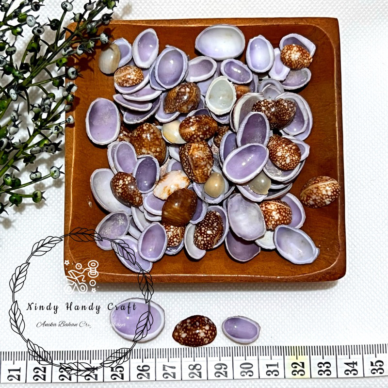 Cangkang Kerang Untuk Craft Kupasan Ungu - Kerang - Kulit Kerang Kupas