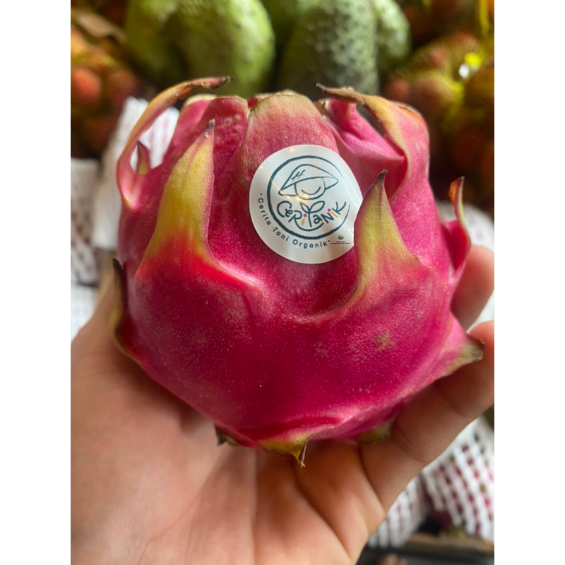 

BUAH NAGA MERAH ORGANIK / DRAGON FRUIT ORGANIK RED 1 KG