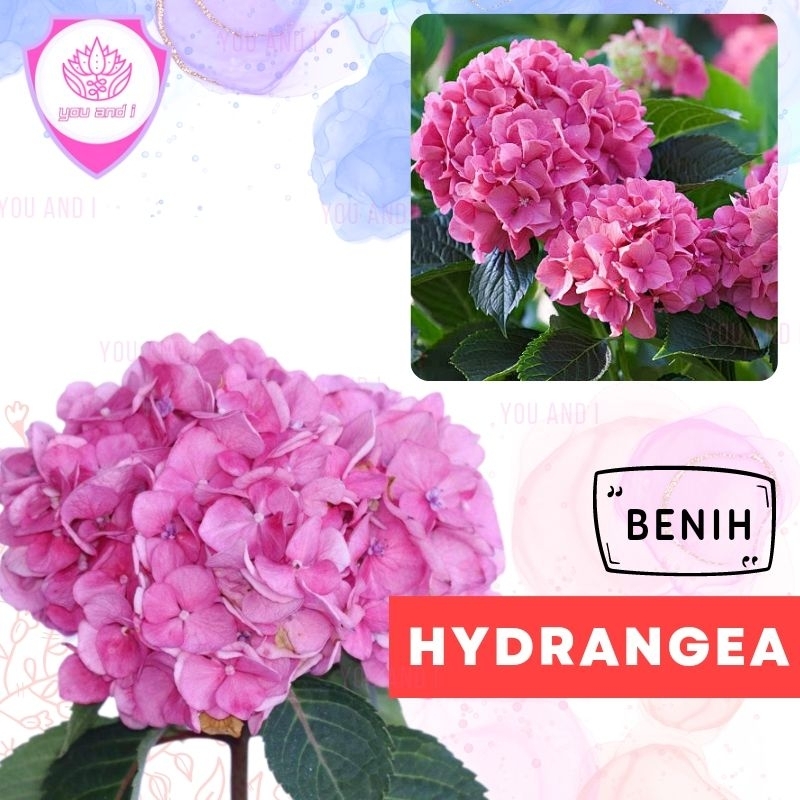 Benih HYDRANGEA PINK - Biji Bibit Bunga Bokor