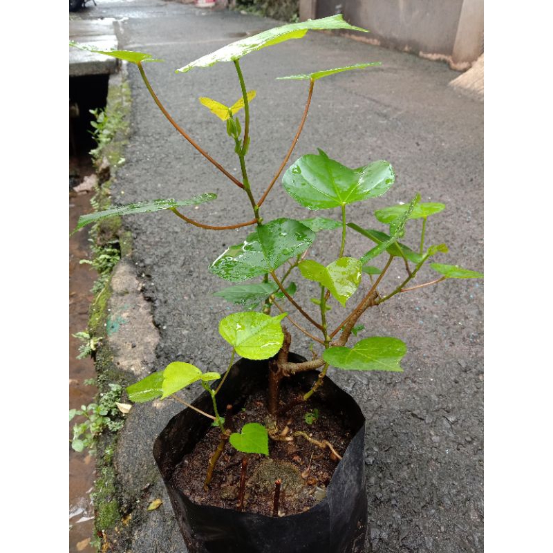 bibit bonsai waru lokal