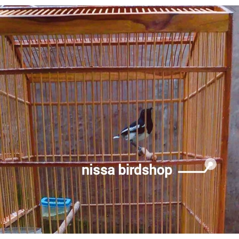 Kacer Dada Putih Bondol Rawatan